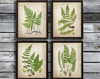 Vintage Ferns Printable Botanical Print - Set of 4 Instant Download DIY Wall Decor Digital Clip Art