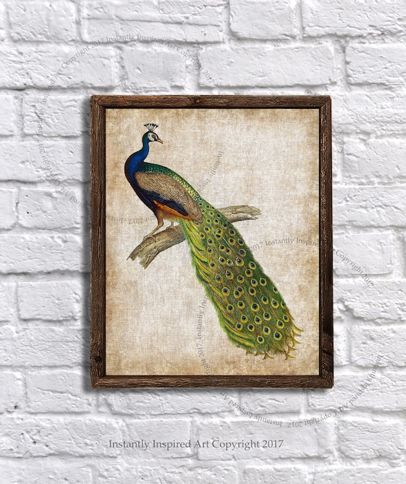 Peacock Decor Peacock Decor Peacock Print Shabby Chic Decor Peacock  Bathroom Decor Instant Download Peacock Print 4 