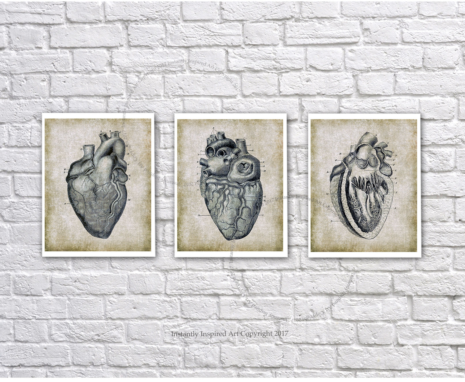 Anatomy Decor Human Heart Set of 3 Medical Textbook Anatomy - Etsy