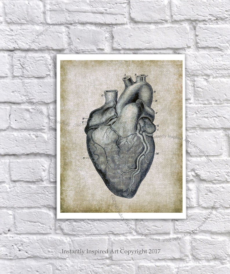 Vintage Anatomy Wall Decor Human Heart Medical Textbook Anatomy Art ...
