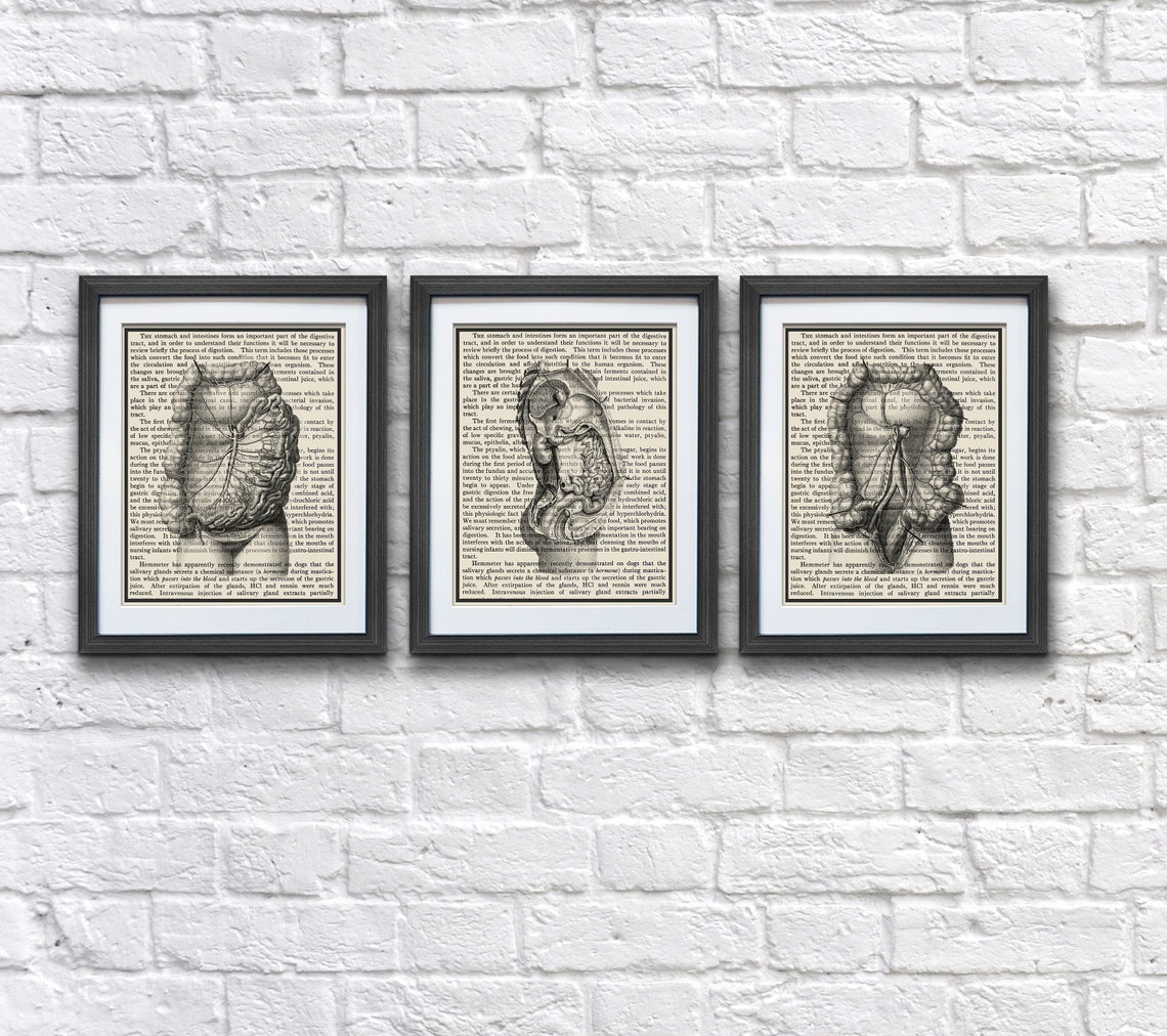 Anatomy Art Set of 3 Digital Download Printable Medical Decor Digestive ...