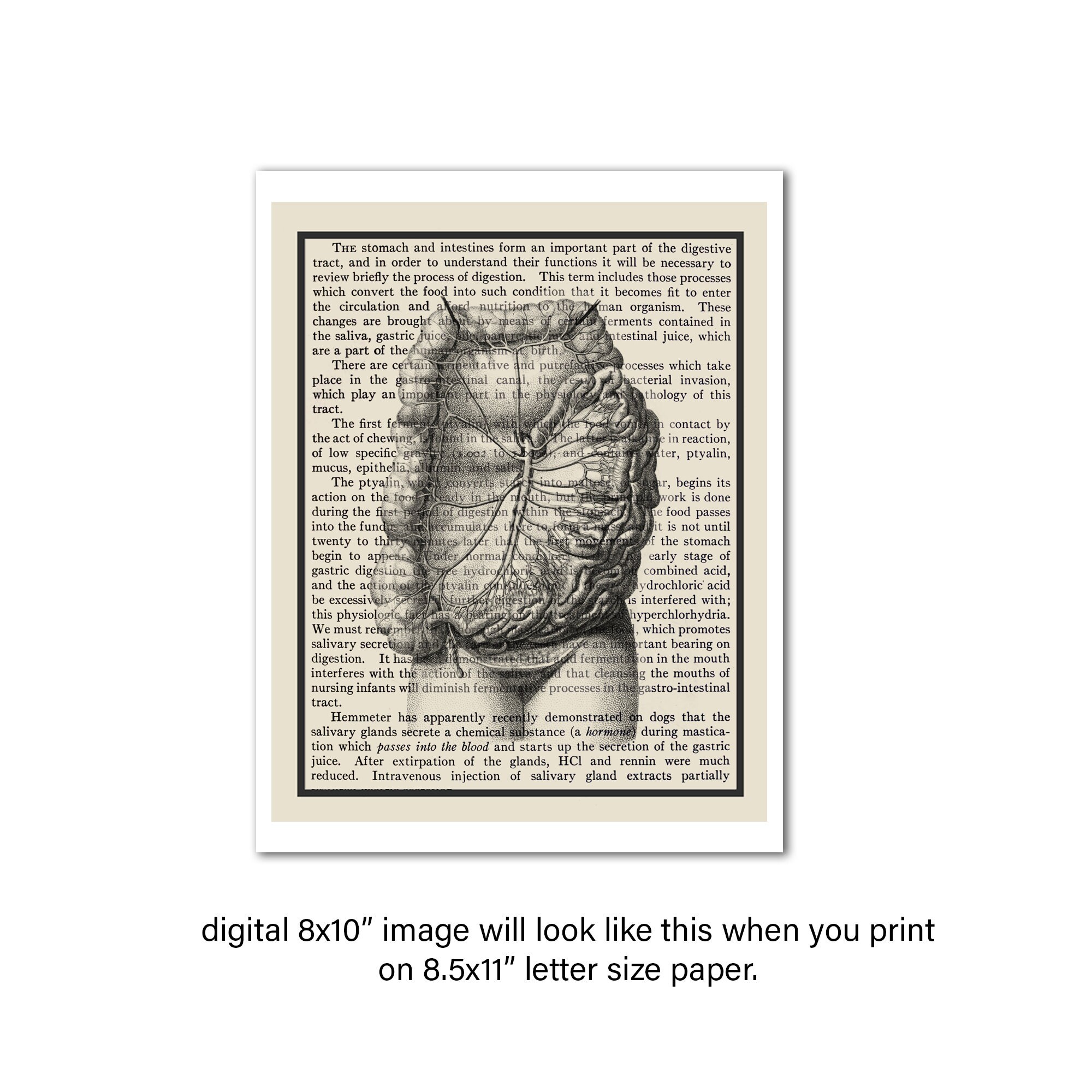 Anatomy Art Set of 3 Digital Download Printable Medical Decor Digestive ...