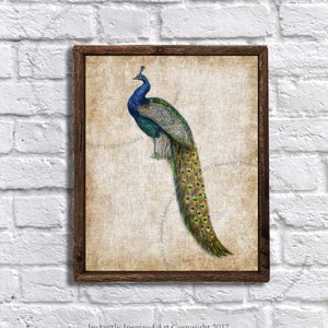 Peacock Printable - peacock decor - peacock print - Shabby Chic decor - peacock bathroom decor - Instant download Peacock print #3