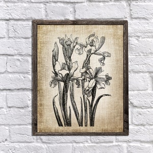Iris Plant Botanical Illustration Digital Download Printable Art Print Gardener Gift Idea
