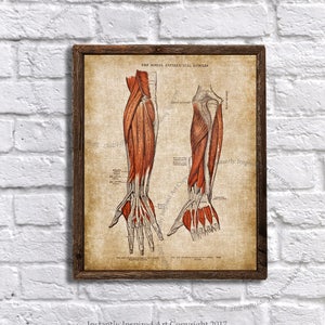 Halloween Decor Medical Art Illustration Human Forearm Muscles Medical Decor Instant Download Anatomy Print #6