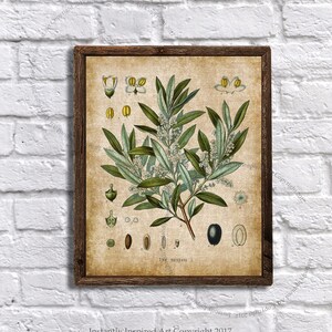 Green plant print with Burlap background Printable Art - Olive plant - botany art - Green plant decor - Instant download Olive Plant #1