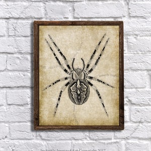 Halloween Decorations Vintage Spider printable Art Illustration Halloween Printable Instant Halloween Download Spider #1