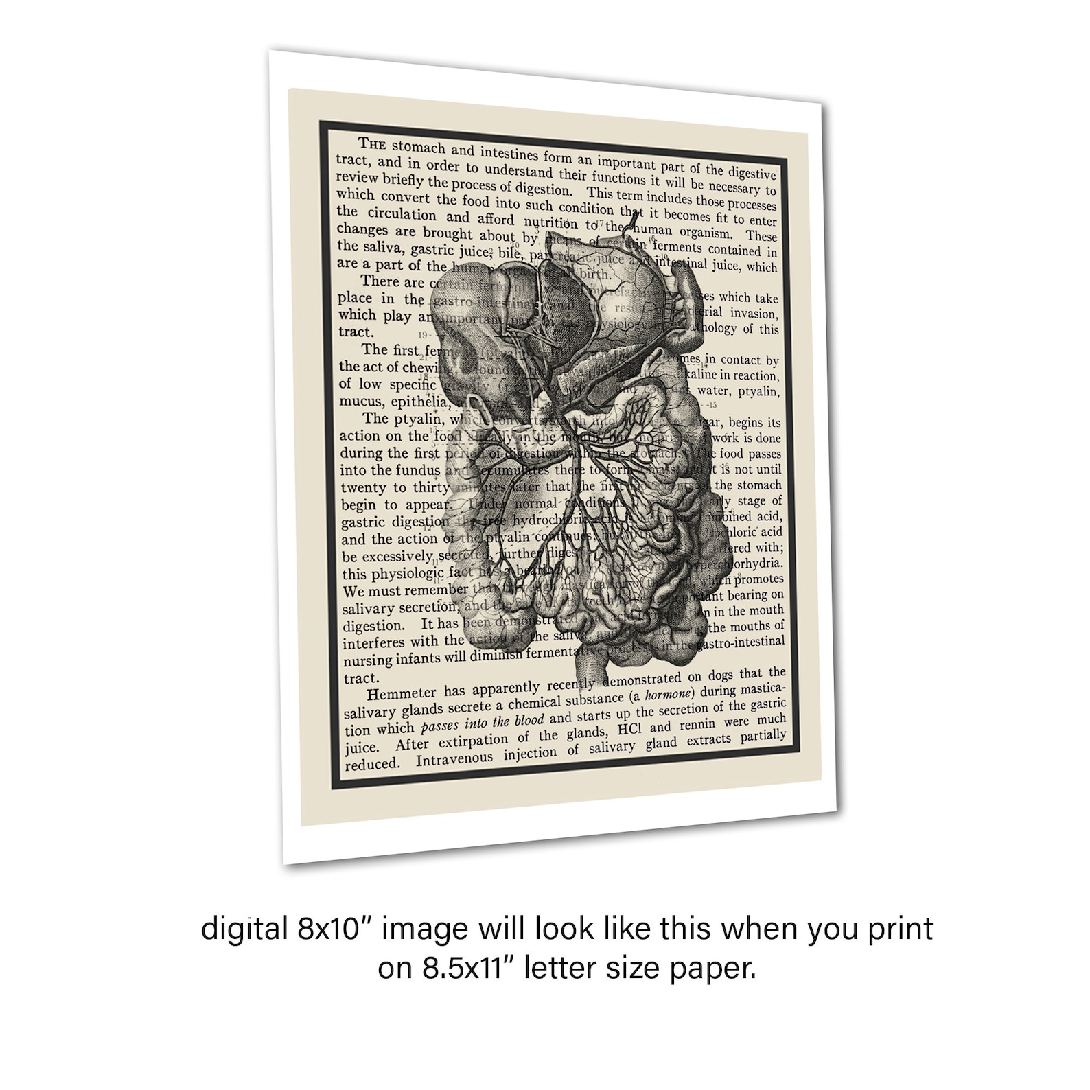 Gastroenterologist Decor Gift Anatomy Gut Bookart - Etsy