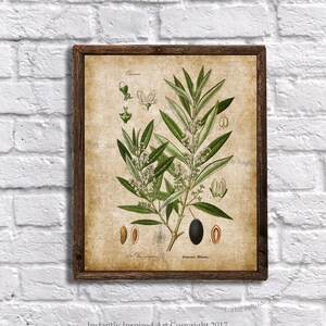 Farmhouse Decor - Leaf Art - Printable Art - Olive plant - botany art - Green plant decor - Instant download Olive Plant #2