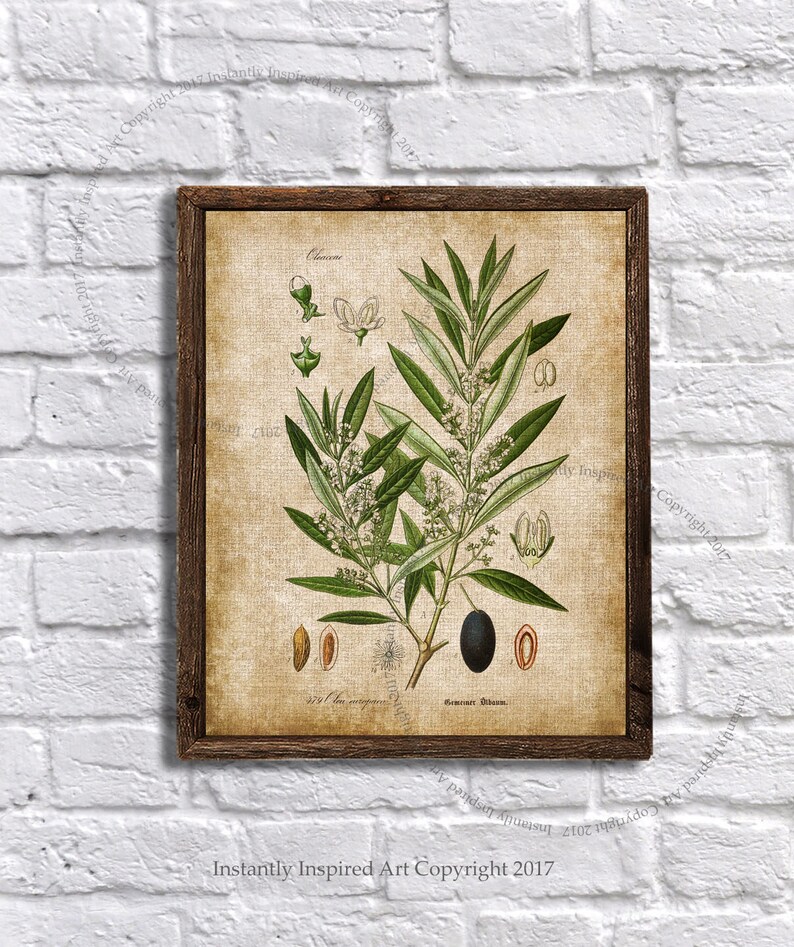 Farmhouse Decor Leaf Art Printable Art Olive Plant - Etsy