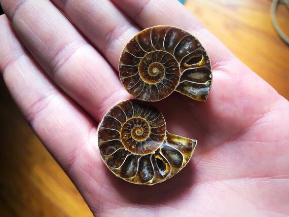 Ammonite Fossil Pair Nautilus Shell Etsy