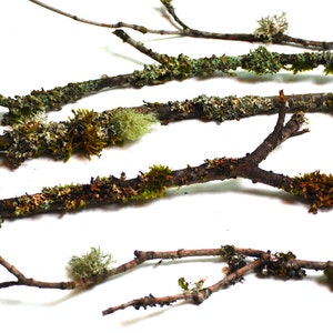 May include: Four bare branches with green moss growing on them. The branches are arranged in a criss-cross pattern on a white background.