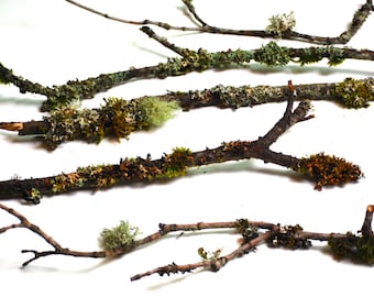 Branches with Moss and Lichen Twigs for Rustic Table Decor Branches for Wreaths Terrariums Bonsai Crafts Woodland Wedding Decor Cedar Fir