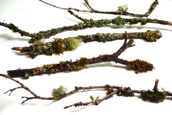 Branches with Moss and Lichen Twigs for Rustic Table Decor Branches for Wreaths Terrariums Bonsai Crafts Woodland Wedding Decor Cedar Fir