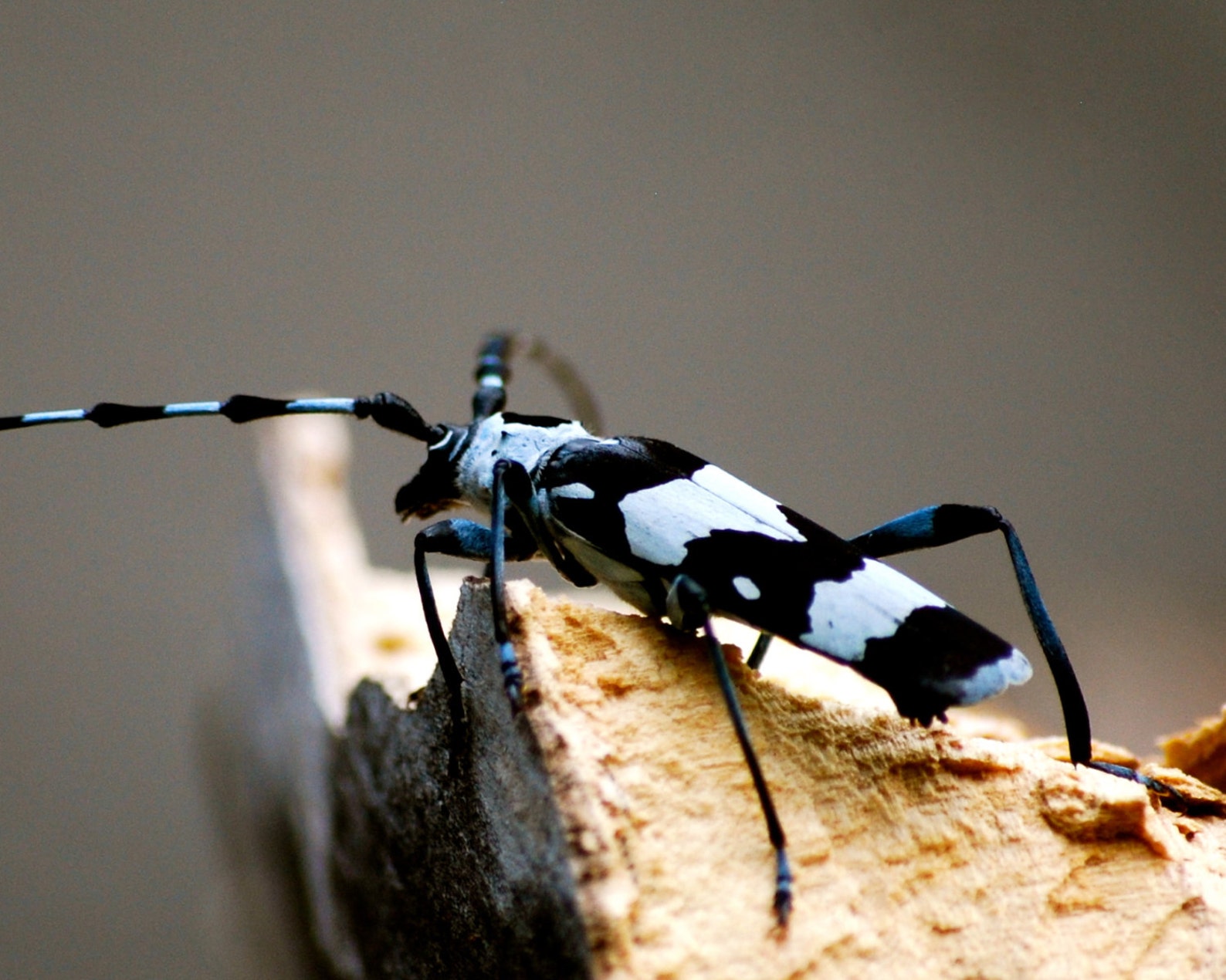 black-white-bug-photographic-print-8-x-10-etsy