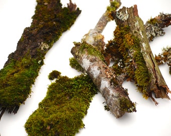 5 Bark Pieces with Natural Lichens and Mosses  for Bonsai, Crafts, Terrariums, Rustic Woodland Decor, Birdhouse Decor, Cedar, Maple or Fir
