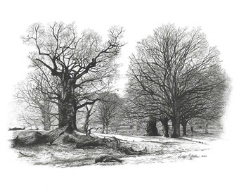 Winter Trees in Richmond Park giclee fine art print