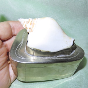 Antique  Engraved Silver Mounted Banded Tulip Shell Box - Snuff Box - Trinket Box - Pill Box-Tobacco Box - Silver Plate Mount Seashell Box