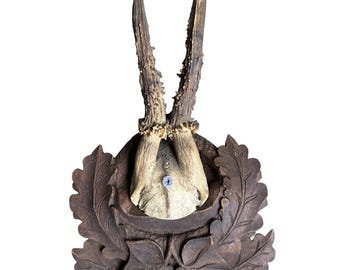 Roe Deer Trophy 240 Black Forest Antlers Mount