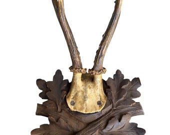 Roe Deer Trophy 229 Black Forest Antlers Mount