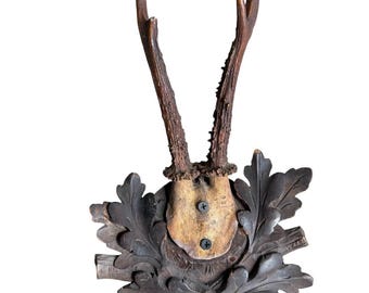 Roe Deer Trophy 243, Black Forest Antlers Mount