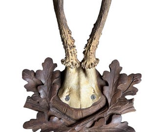 Roe Deer Trophy 237 Black Forest Antlers Mount