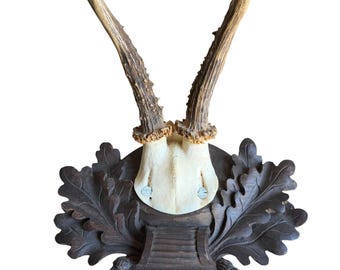 Roe Deer Trophy 226 Black Forest Antlers Mount