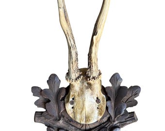 Roe Deer Trophy 234 Black Forest Antlers Mount