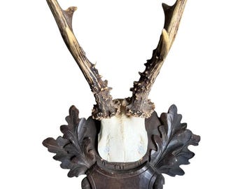 Roe Deer Trophy 244, Black Forest Antlers on Oak Leaf Plaque