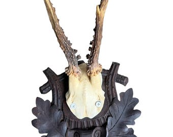 Roe Deer Trophy 241 Black Forest Antlers Mount