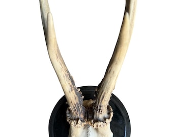 Roe Deer Trophy 202 Black Forest Antlers Mount