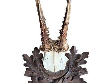 Roe Deer Trophy 242 Black Forest Antlers Mount