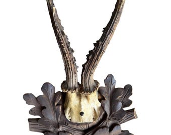 Roe Deer Trophy 231 Black Forest Antlers Mount