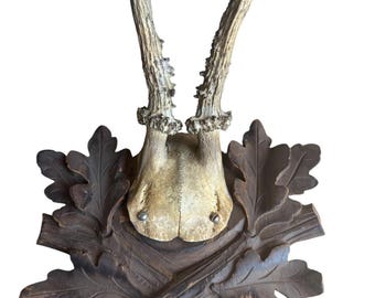 Roe Deer Trophy 228 Black Forest Antlers Mount
