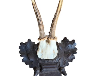 Roe Deer Trophy 227 Black Forest Antlers Mount