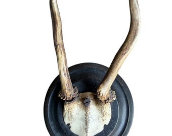 Roe Deer Trophy 239 Black Forest Antlers Mount Petite