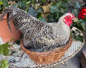 Taxidermy Nesting Chicken in Basket