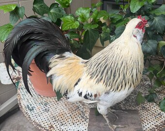 Taxidermy Rooster, Rustic Farmhouse Decor