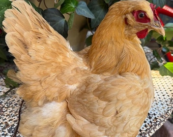 Taxidermy Nesting Chicken, Rustic Farmhouse Decor