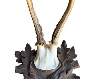 Roe Deer Trophy 225 Black Forest Antlers Mount