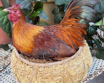 Taxidermy Nesting Chicken in Basket on Eggs