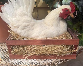 Taxidermy Nesting Chicken in Box