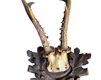 Roe Deer Trophy 236 Black Forest Antlers Mount