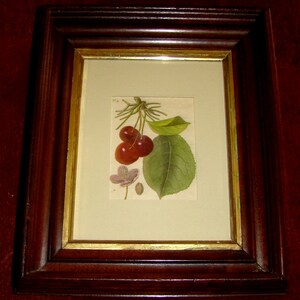 May include: A framed botanical illustration of a cherry branch with two red cherries, a green leaf, and a small white flower. The frame is dark brown wood with a gold inner border.