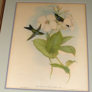 Hummingbird lithograph print AFTER John Gould & H. C. Richter titled &quot;Thalurania Refulgens&quot; circa 1940s