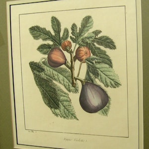May include: A vintage botanical illustration of a fig branch with three figs. The figs are purple, red, and green. The leaves are green and have a detailed vein pattern. The text "Figue Violette" is printed below the image.