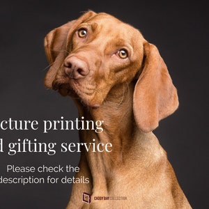 May include: A close-up portrait of a Vizsla dog with a brown coat and floppy ears, set against a dark gray background. Text overlay reads "Picture printing and gifting service".