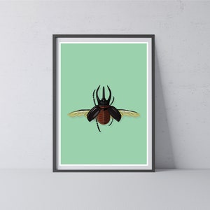 Atlas Escarabajo