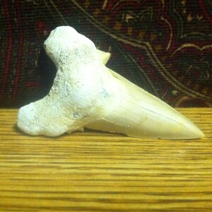 Real Fossil shark tooth