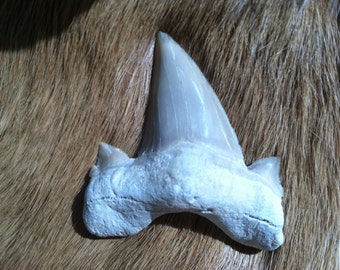 Fossil lamna shark tooth 35 mil. yrs old